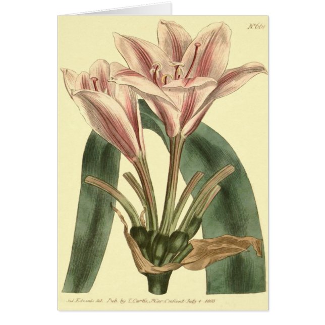 Langblättrige Amaryllis-Illustration (Vorne)