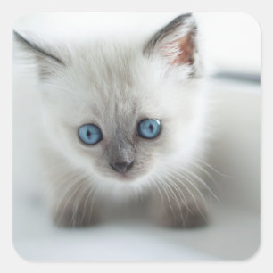 Lange für dich: Lost white Kitten mit blauen Augen Quadratischer Aufkleber