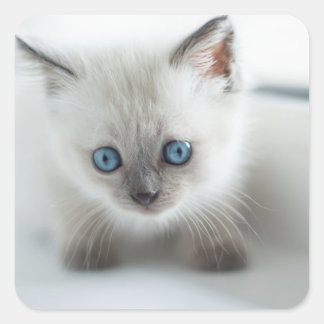 Lange für dich: Lost white Kitten mit blauen Augen Quadratischer Aufkleber
