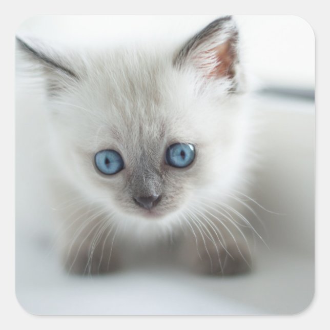 Lange für dich: Lost white Kitten mit blauen Augen Quadratischer Aufkleber (Vorderseite)