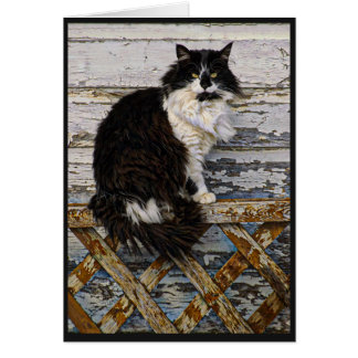 Lange Haar-Smokings-Schwarzweiss-Katze auf Zaun