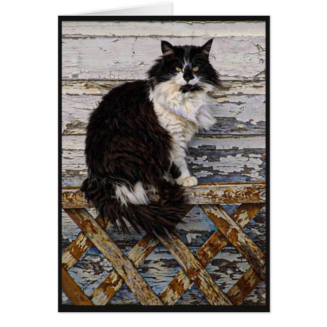Lange Haar-Smokings-Schwarzweiss-Katze auf Zaun (Vorne)