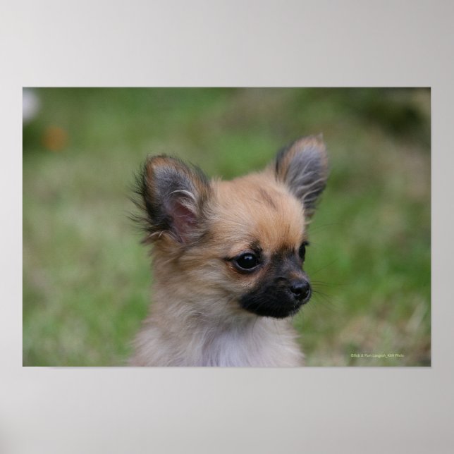 Lange Haarbildchen Chihuahua Welpe Blick auf Kamer Poster (Vorne)