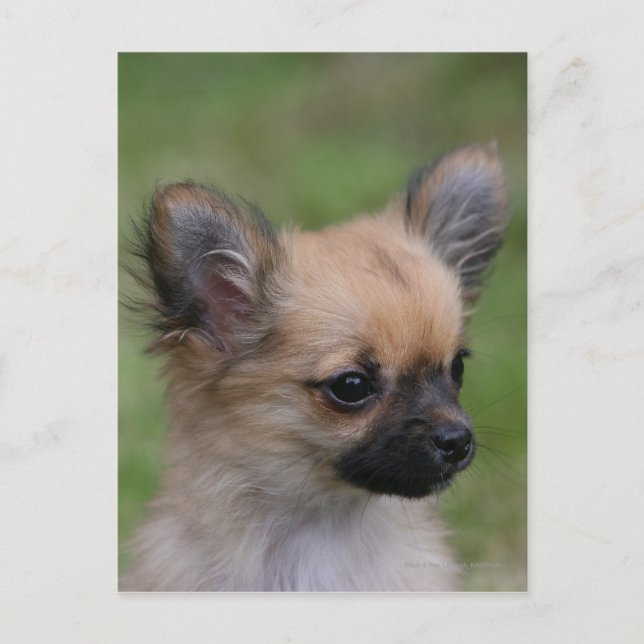 Lange Haarbildchen Chihuahua Welpe Blick auf Kamer Postkarte (Vorderseite)