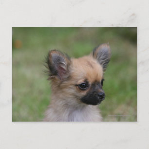 Lange Haarbildchen Chihuahua Welpe Blick auf Kamer Postkarte