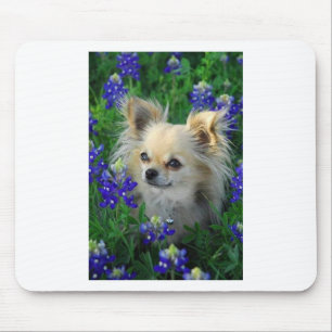 Lange Mantel-Chihuahua in den blauen Mützen Mousepad