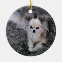 Lange Mantel-Chihuahua