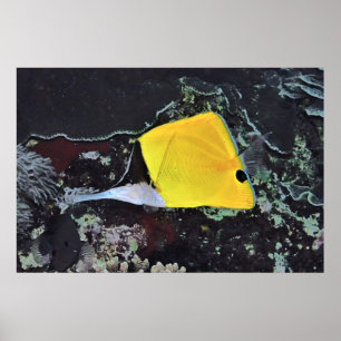 Lange Nase Butterflyfish Poster