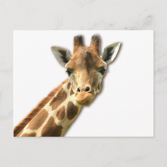 Lange Necked Giraffe Postkarte (Vorderseite)
