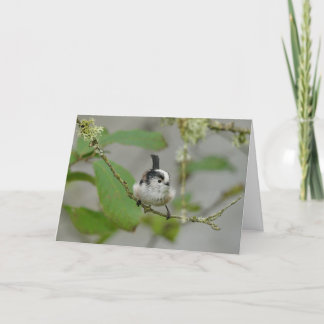 Lange Schwänze, schottischer Gartenvogel. Karte