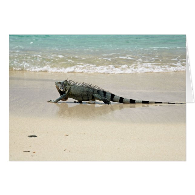 Lange Spaziergänge am Strand (Vorderseite (Horizontal))