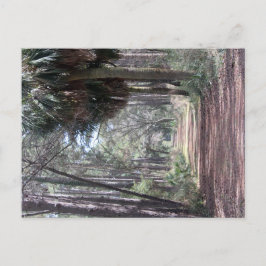 Langer Weg durch die Sümpfe Postkarte