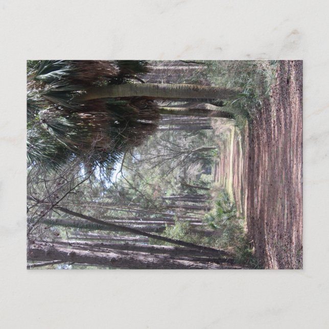 Langer Weg durch die Sümpfe Postkarte (Vorderseite)