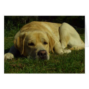 Langeweile - Labrador in grünem Gras