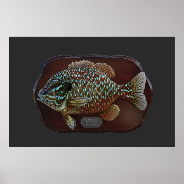 Langfische Poster (Vorne)