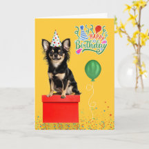 Langhaar Chihuahua Hund Partyhut Gelb Geburtstag