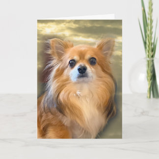 Langhaar Chihuahua Karte