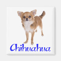 Langhaar Chihuahua Welpe Hund