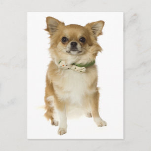 Langhaar Chihuahua Welpen Hund Postkarte