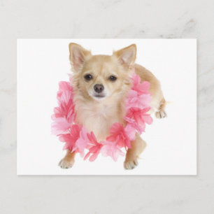 Langhaar Chihuahua Welpen Hund Postkarte