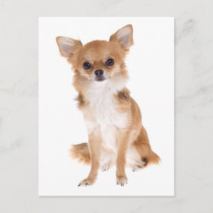 Langhaar Chihuahua Welpen Hund Postkarte