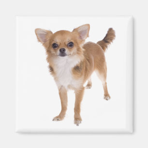 Langhaar Chihuahua Welpenhund Liebe Magnet