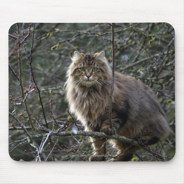 Langhaar Tabby Cat Mousepad (Vorne)