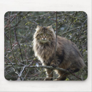 Langhaar Tabby Cat Mousepad