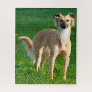 Langhaar Whippet Hunde Puzzles. Puzzle