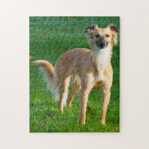 Langhaar Whippet Hunde Puzzles. Puzzle