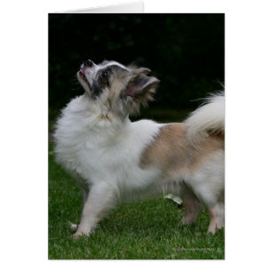 Langhaarige Chihuahua, die Kamera betrachten