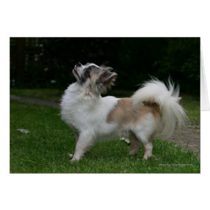 Langhaarige Chihuahua, die Kamera betrachten