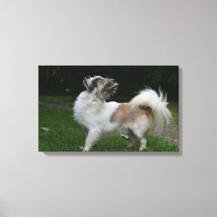 Langhaarige Chihuahua, die Kamera betrachten Leinwanddruck