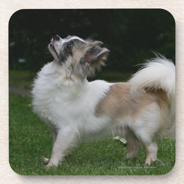 Langhaarige Chihuahua, die Kamera betrachten Untersetzer (Vorderseite)