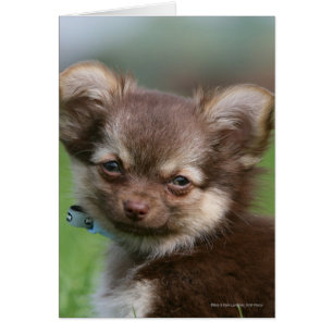 Langhaarige Chihuahua-Welpe mit Blick auf die Kame