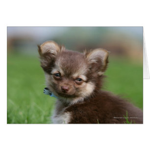 Langhaarige Chihuahua-Welpe mit Blick auf die Kame