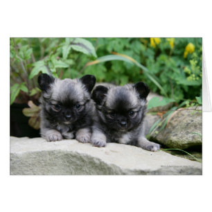 Langhaarige Chihuahua-Welpen