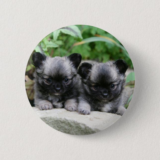 Langhaarige Chihuahua-Welpen Button (Vorderseite)