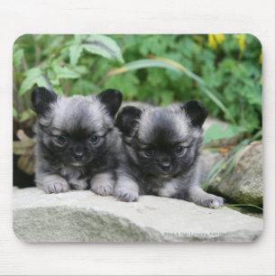 Langhaarige Chihuahua-Welpen Mousepad