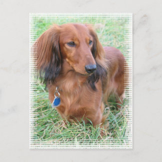 Langhaarige Dackel Postkarte
