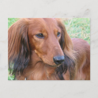 Langhaarige Dackel Postkarte