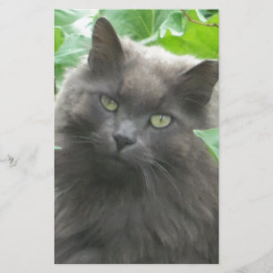 Langhaarige graue Russische blaue Katze Briefpapier