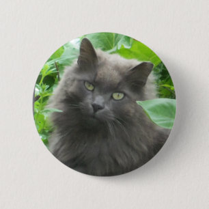 Langhaarige graue Russische blaue Katze Button
