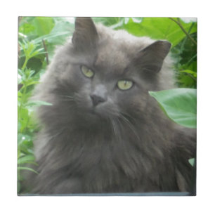 Langhaarige graue Russische blaue Katze Fliese
