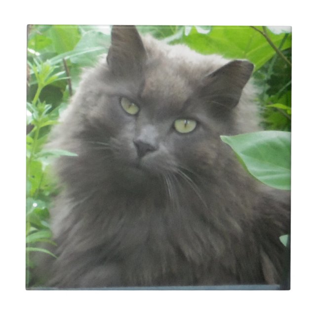 Langhaarige graue Russische blaue Katze Fliese (Vorderseite)