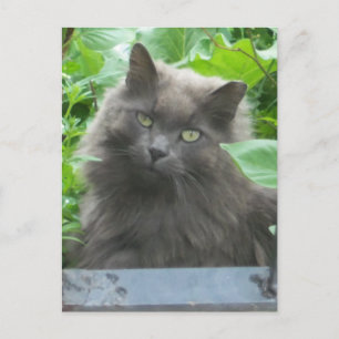 Langhaarige graue Russische blaue Katze Postkarte