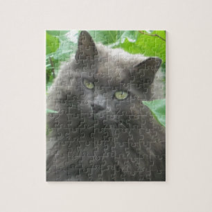 Langhaarige graue Russische blaue Katze Puzzle
