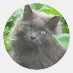 Langhaarige graue Russische blaue Katze Runder Aufkleber