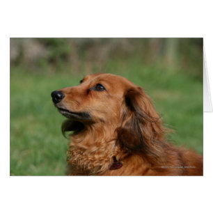 Langhaarige MiniaturDackel 2