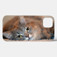 Langhaarige Russische Blaue Katze von Shirley Tayl